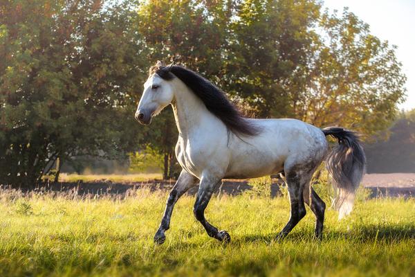 andalusian horse