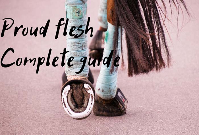 How to Prevent & Treat Proud Flesh In Horses