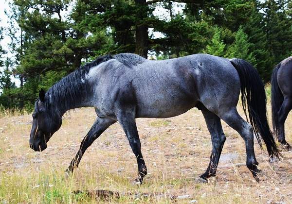 roan equine