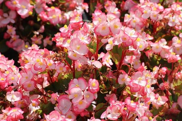 begonia plant