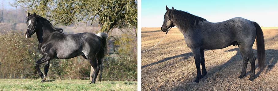 blue roan comparison 