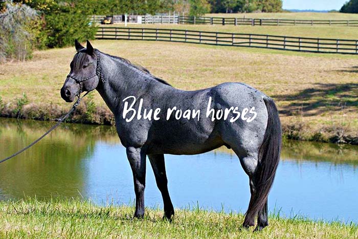 dark blue roan horses