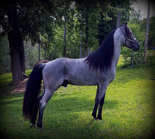 blue roan horse on pasture