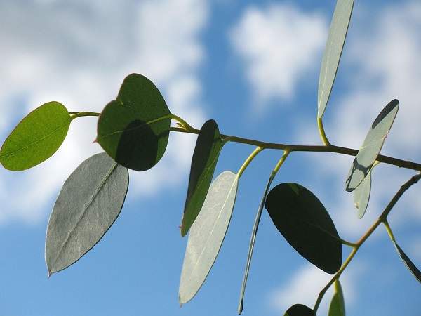 eucalyptus