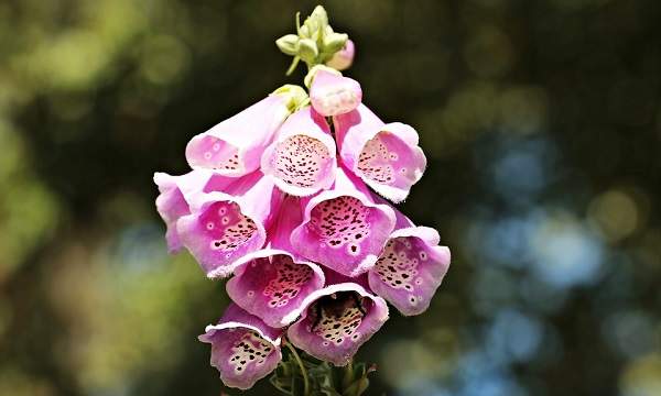 foxgloves