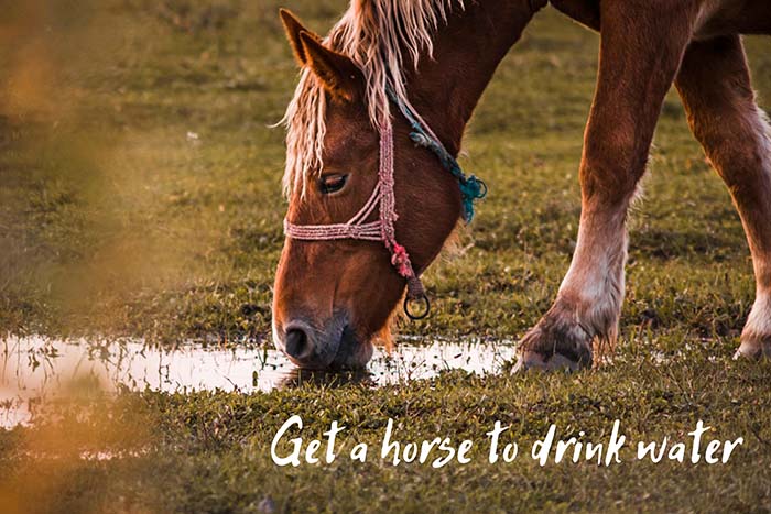 get a horse to drink water