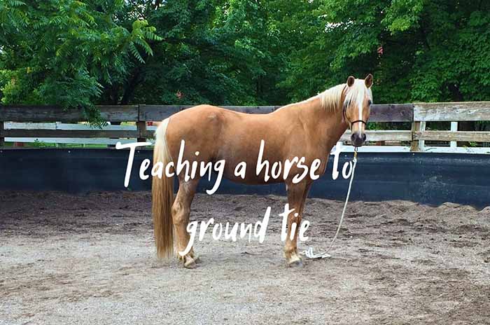 How to Teach Your Horse to Ground Tie