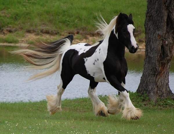 gypsy vanner horse