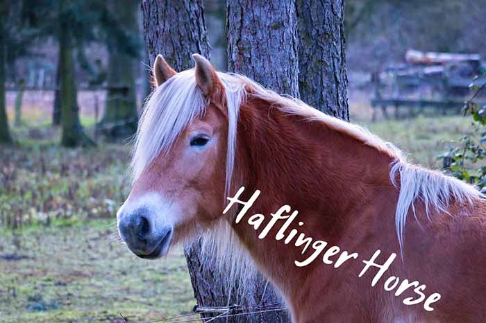 Haflinger horse