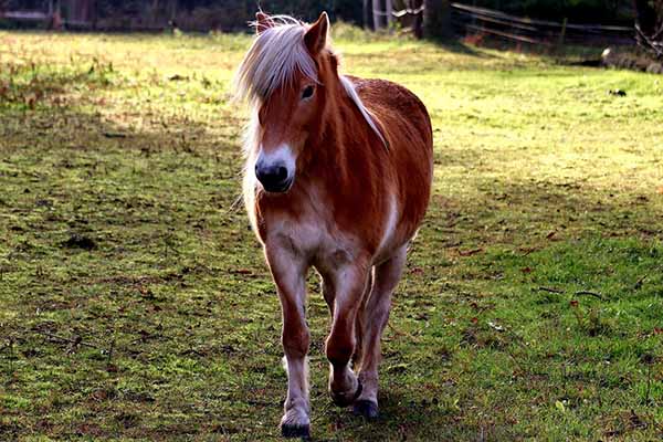 haflinger