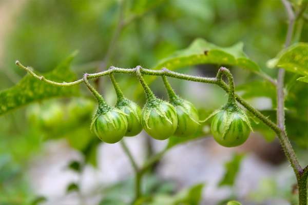 horsenettle plant