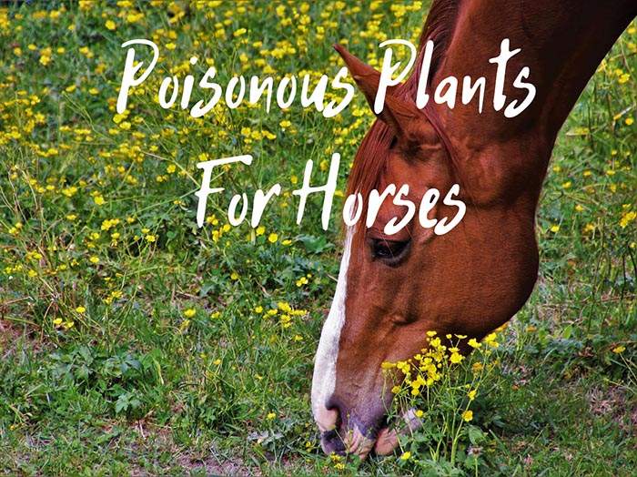 horse poisonous flowers
