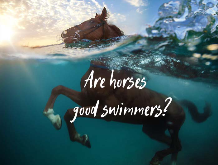 horse swimming