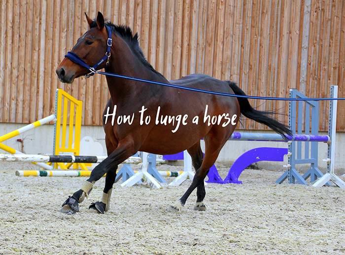 How to Lunge a Horse for the First time