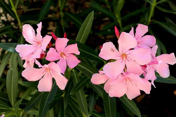 oleander