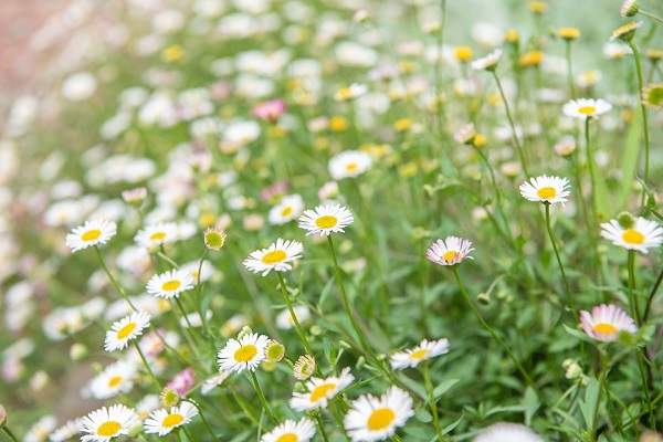 seaside daisy