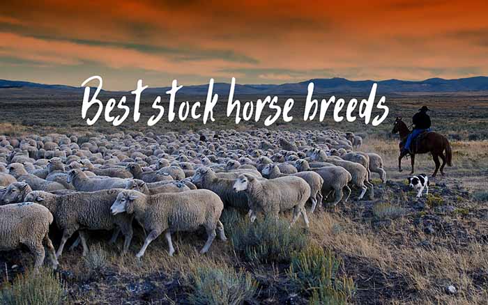 best stock horse breeds