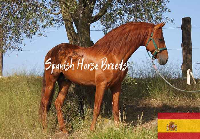 10 Spanish Horse Breeds That Will Make You Fall in Love