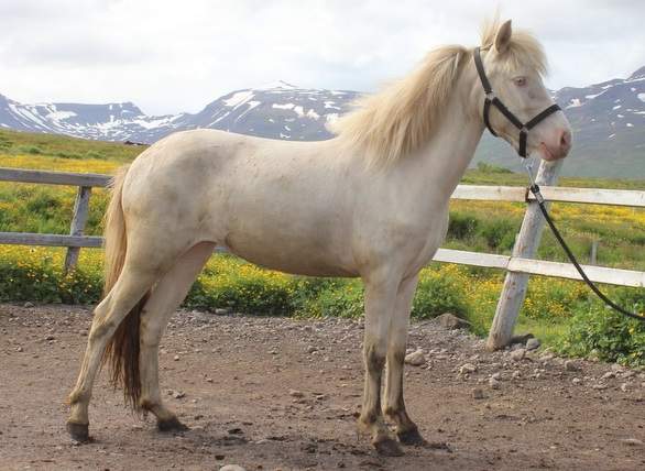 cremello horse