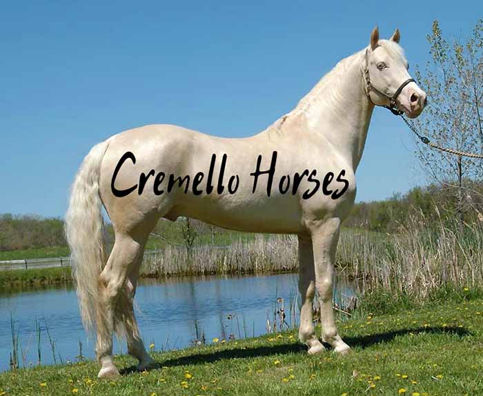 Cremello Horses
