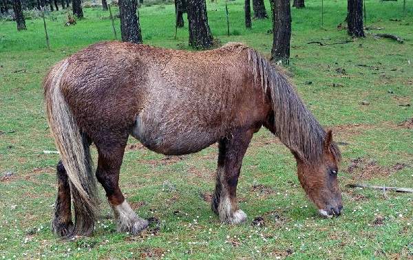 Galician horse