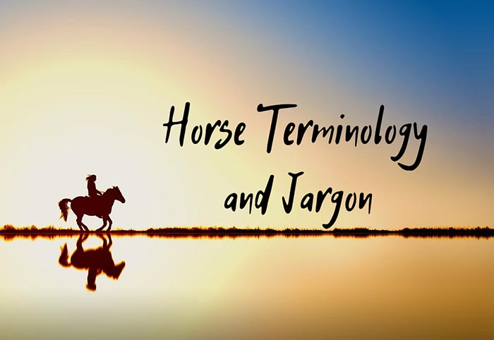 Horse terminology and jargon