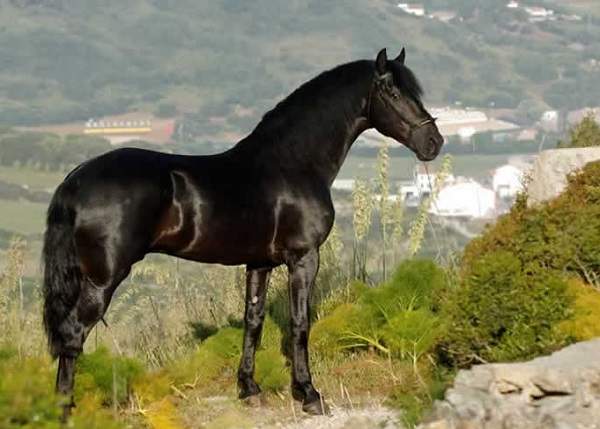 Mallorquin Horse