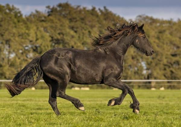 rarest horse colors black horse