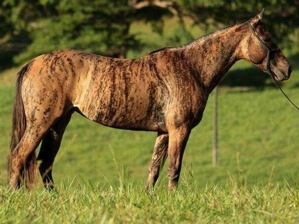 brindle horse