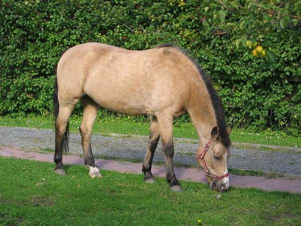 buckskin horse