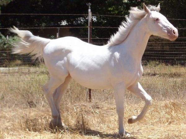 camarillo white horse