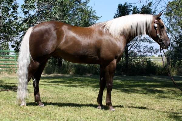 chocolate palomino horse