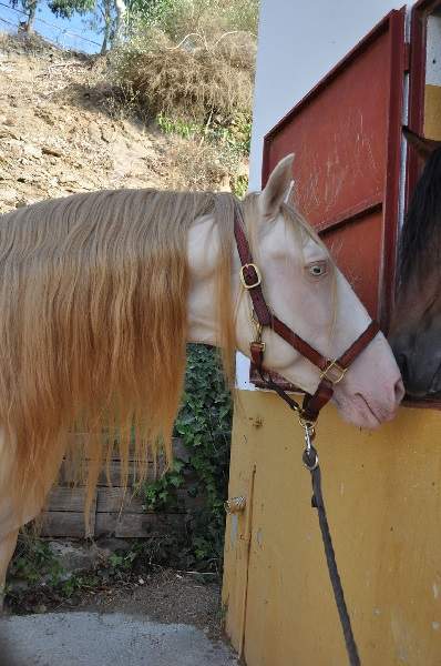 cremello horse