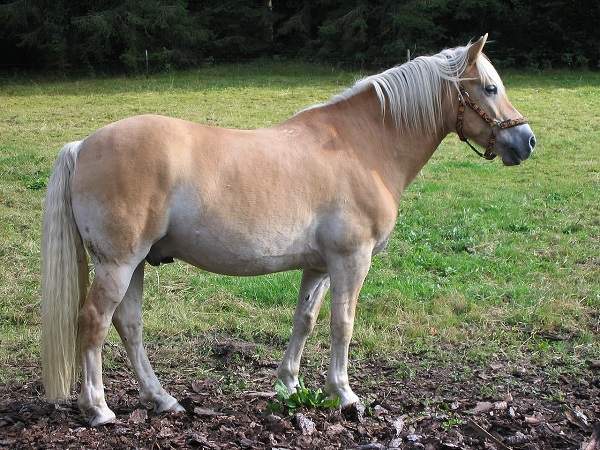 rarest horse colors flaxen chestnut