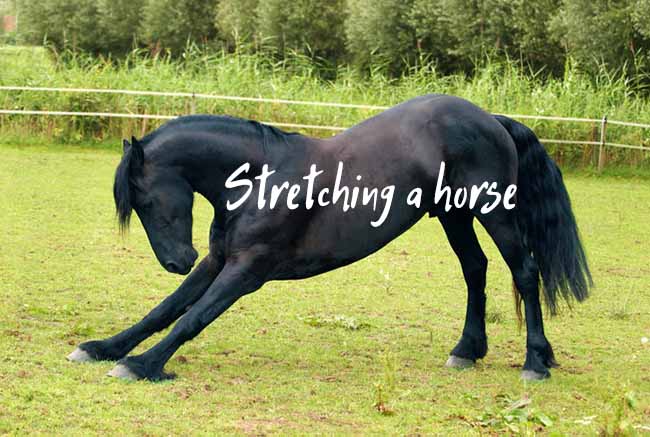 stretch a horse