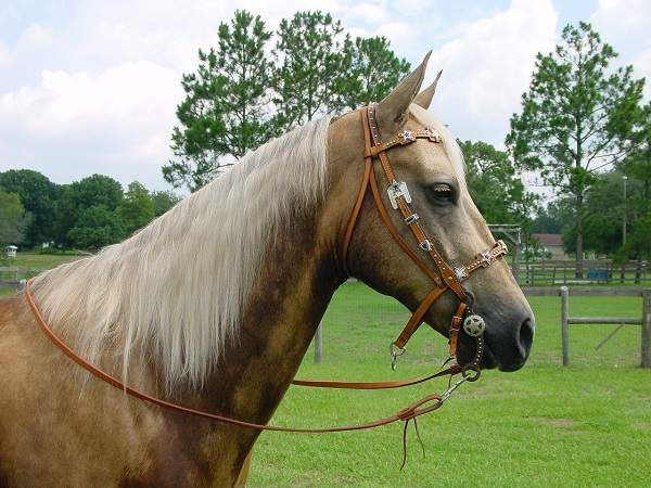 palomino horse