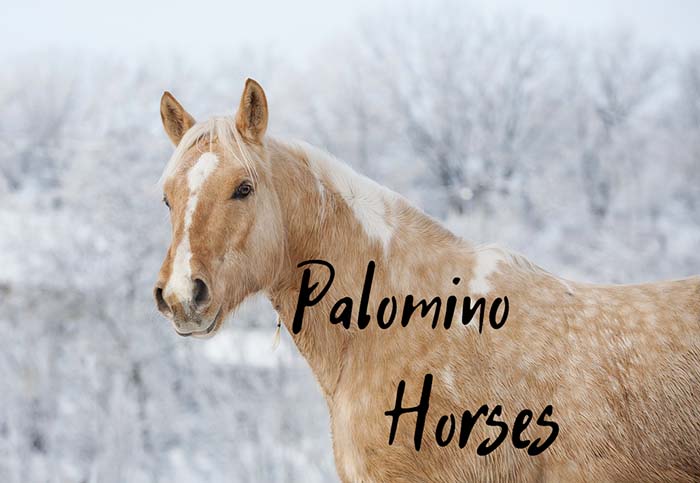 palomino horses