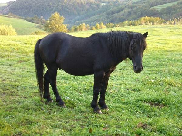 pottok horse