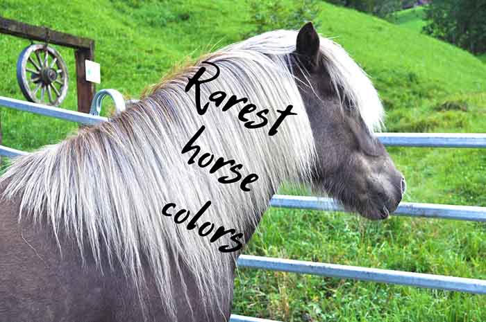 rarest horse colors