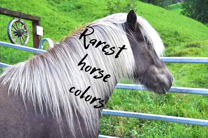 Rarest Horse Color In The World