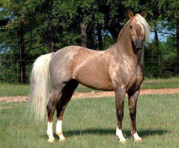 silver dapple dun rarest horse colors