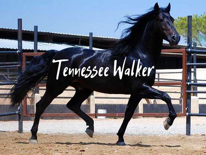 7 Unique Facts About the Tennessee Walking Horse