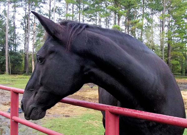 tennessee walking horse (2)