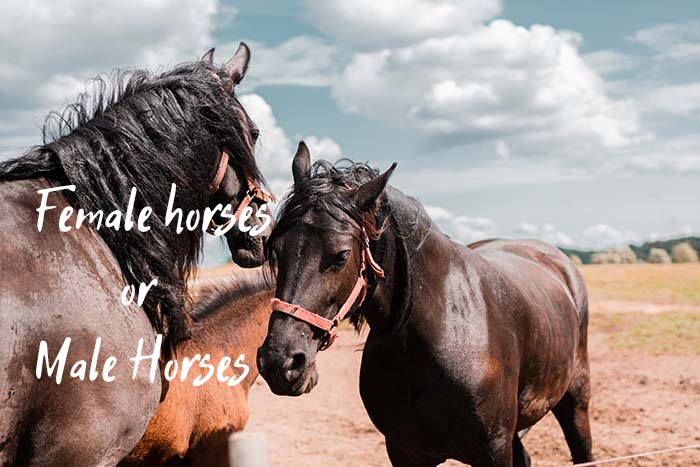 female horses or male horses