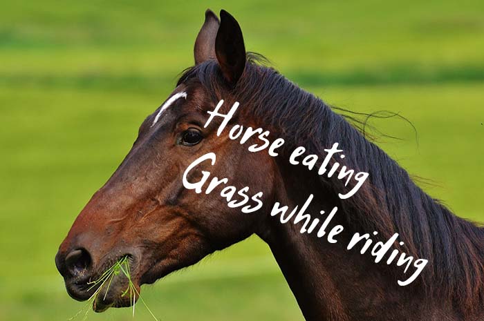 horse eating grass while riding