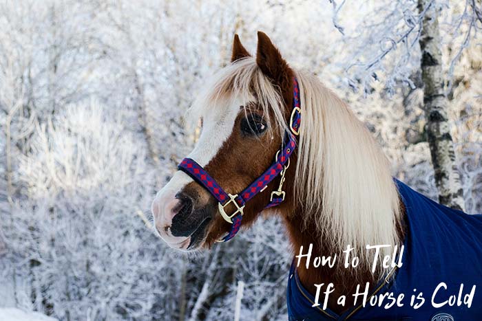 How to Tell If Your Horse Is Cold and What to Do About It