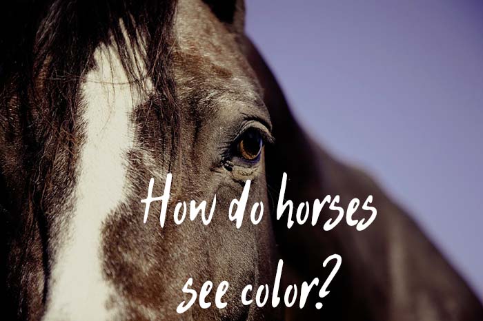 How Do Horses See Color & Do They Have Good Night Vision?