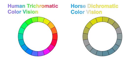human vision vs horse vision