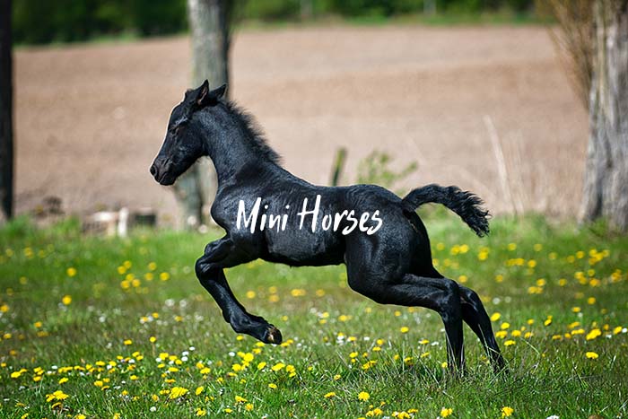 What You Need to Know Before Buying a Mini Horse