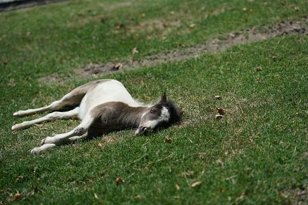 mini horse sleeping